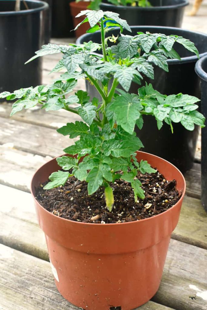 a small cherry tomato plant in a brown gardening container