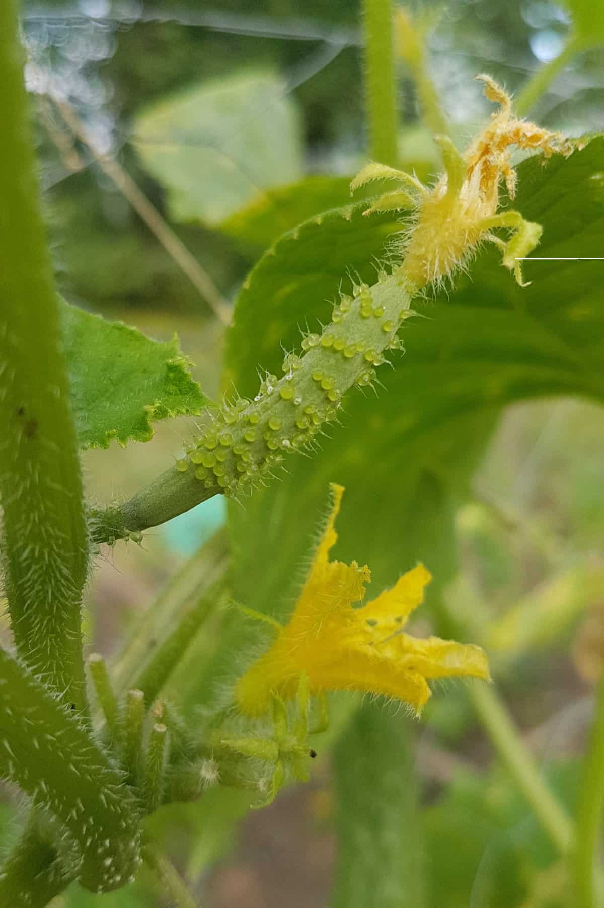 Close up of a baby cucumber on the vine with yellow flower still attached.