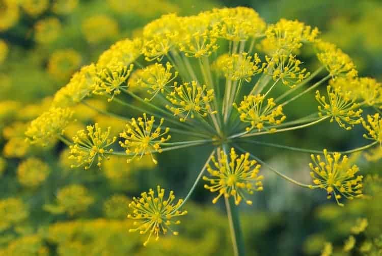 close up of a yellow dill flower in bloom