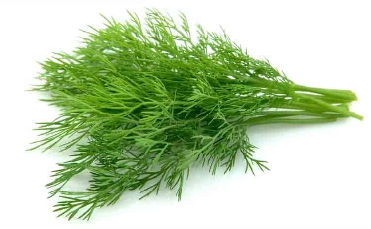 dill weed isolated on white 