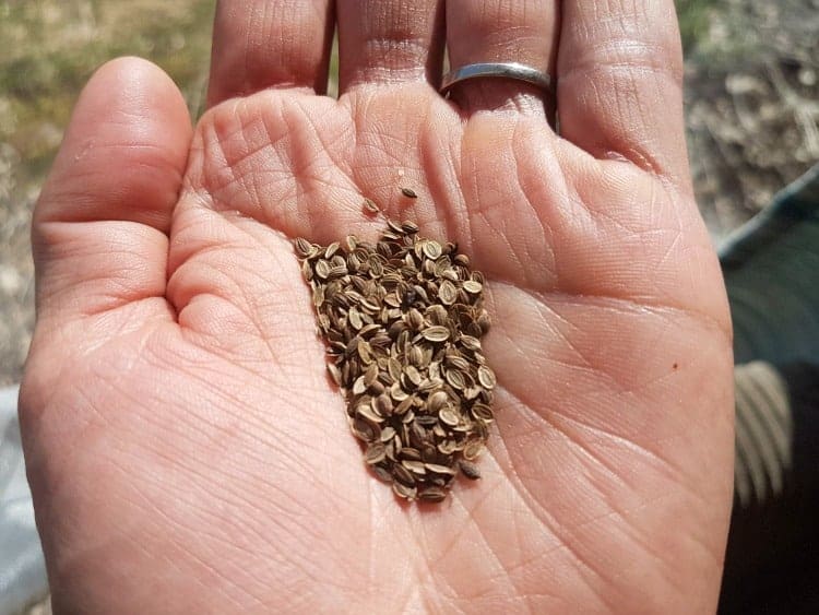 dill seeds in an open hand