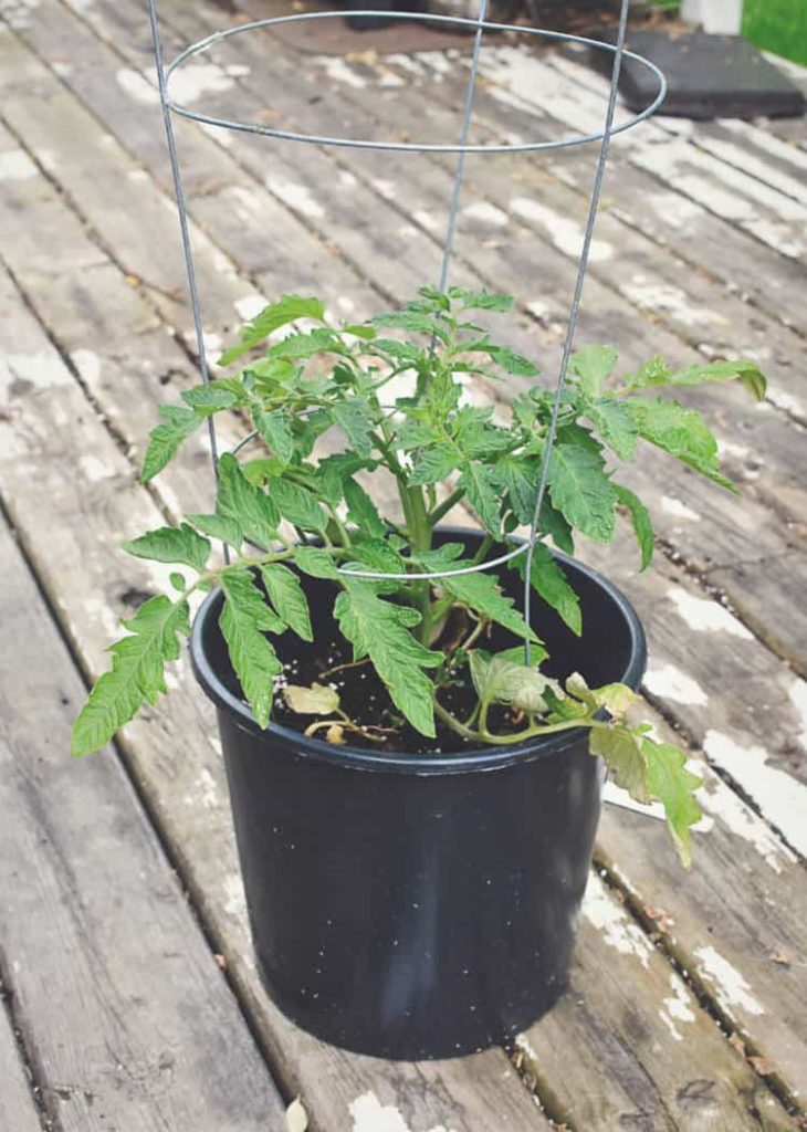 a cherry tomato plant caged in a small black container