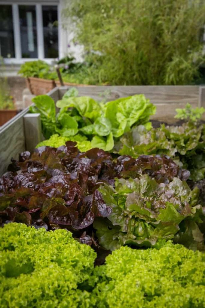 various head lettuces growing in a raised garden bed
