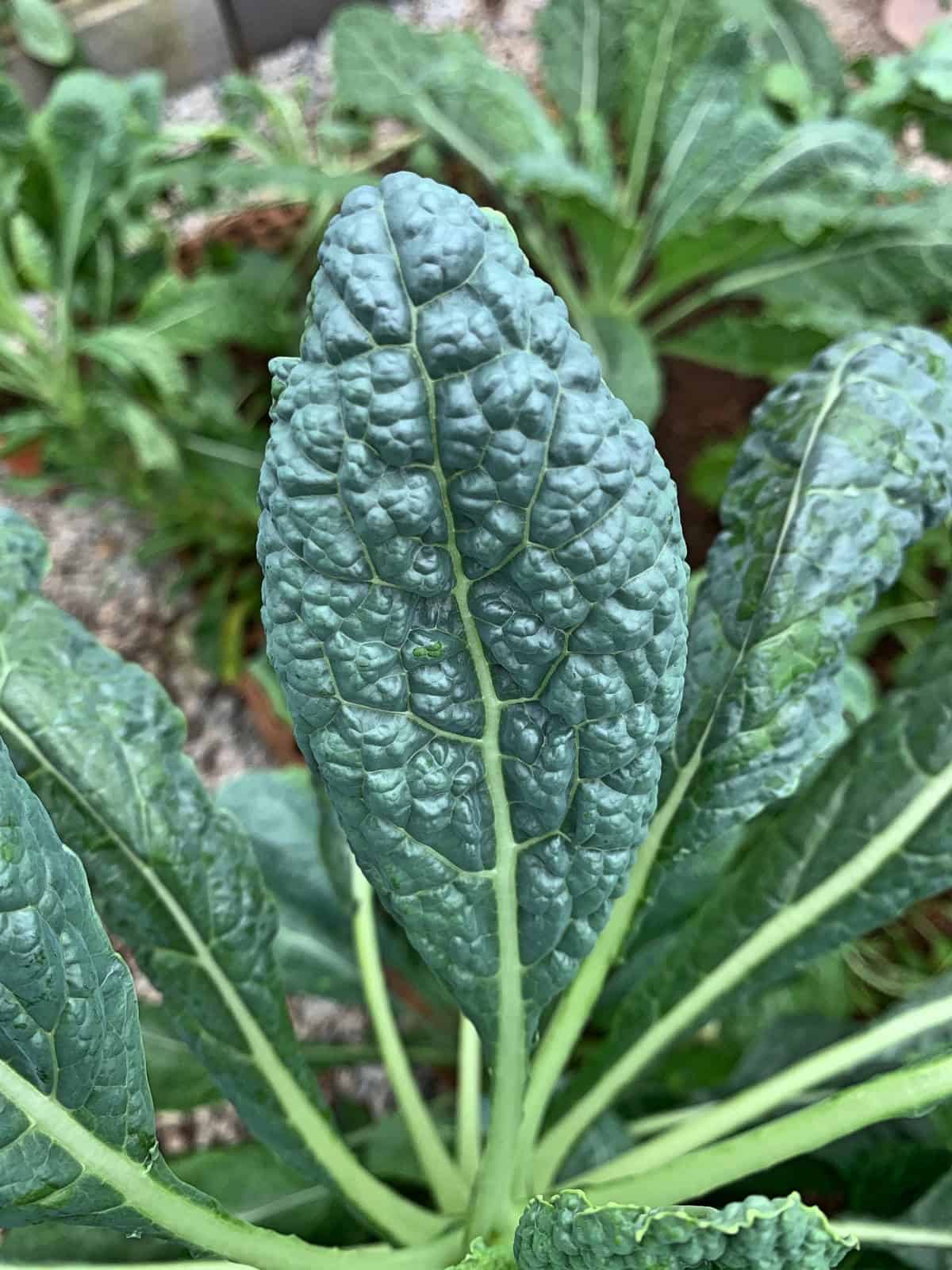 a close up of kale leaves in the garden