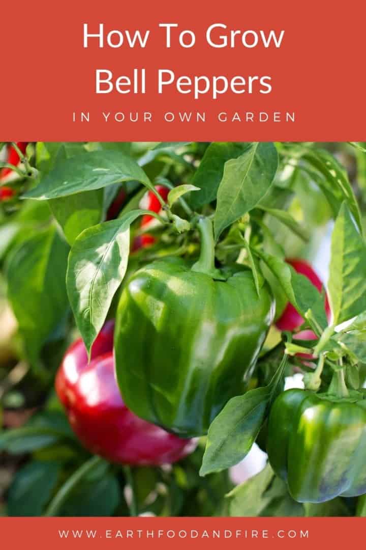 how to grow bell peppers pin image