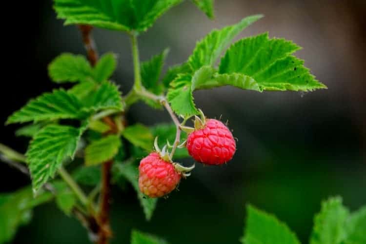 closeup of ripe raspberries on a raspberry cane