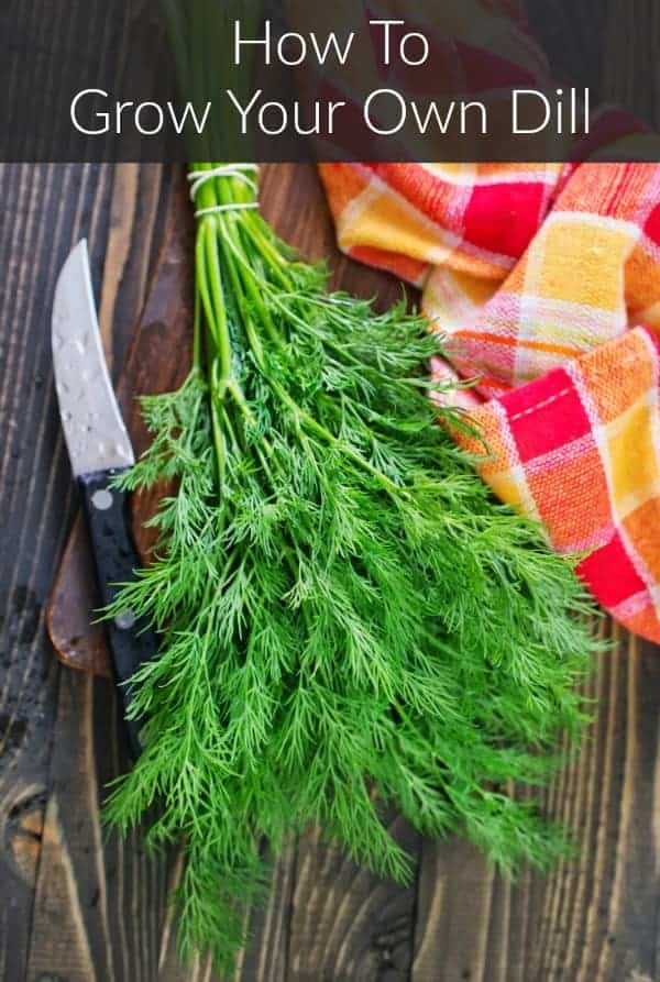 a freshly harvested bunch of homegrown dill beside a paring knife