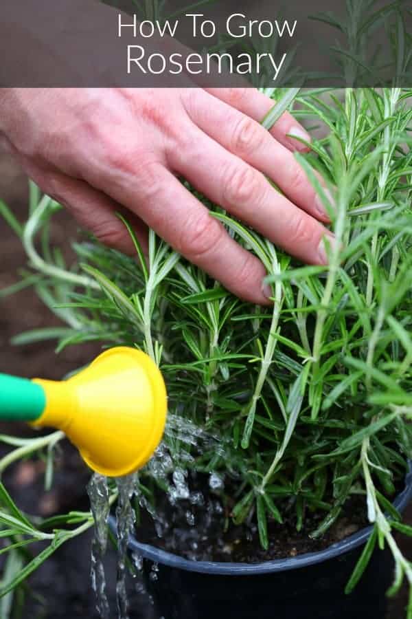 a potted rosemary plant being held aside as it is watered