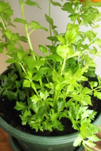 a re-grown celery plant about 12 inches high