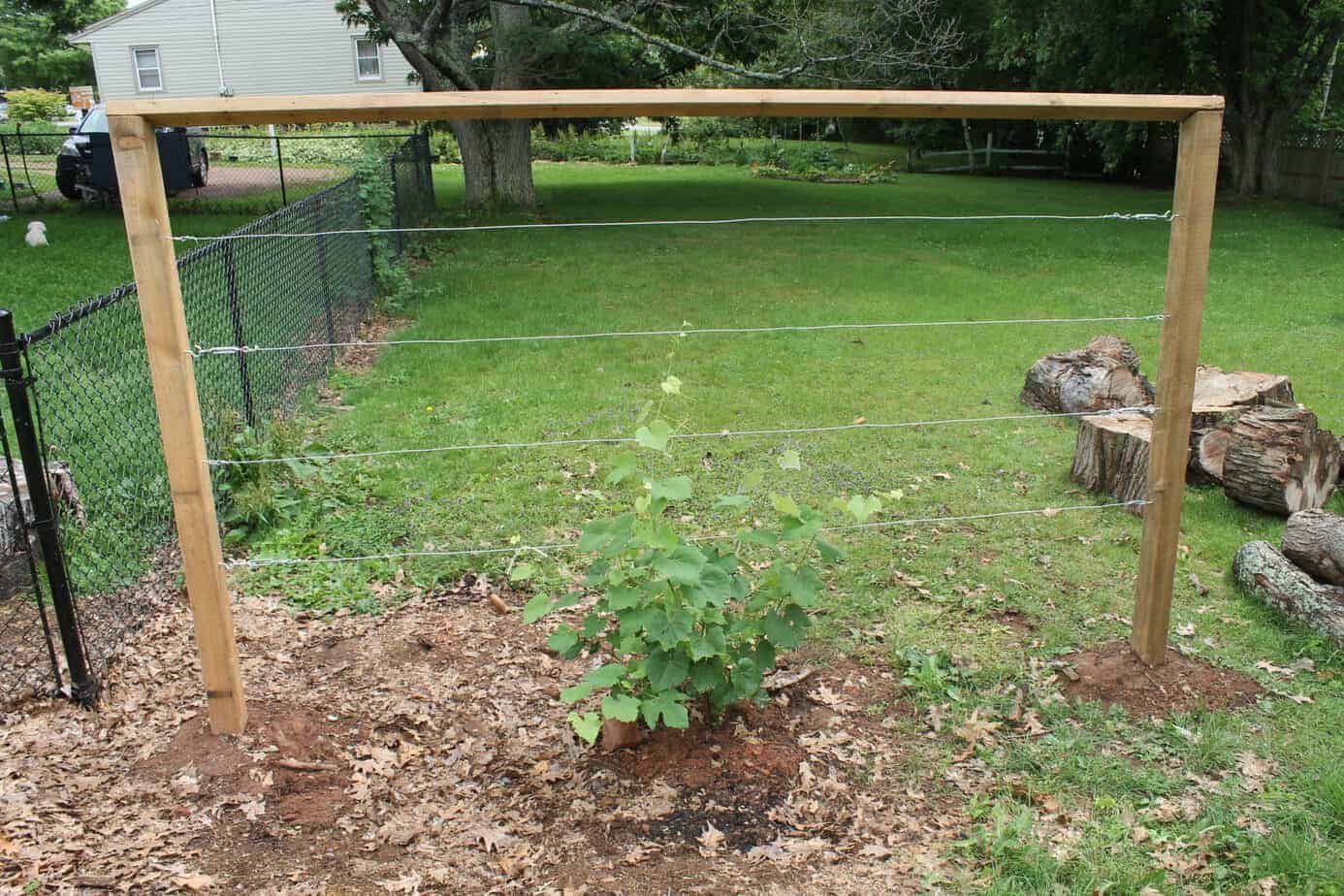 How to Build a Wire Trellis for Grapes
