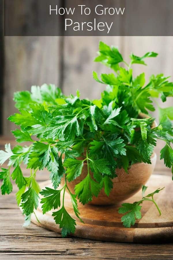 Italian flat leaf parsley growing in a wooden bowl