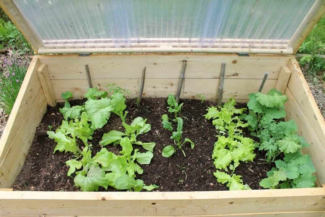 Gardening in a cold frame -Why every gardener should own one