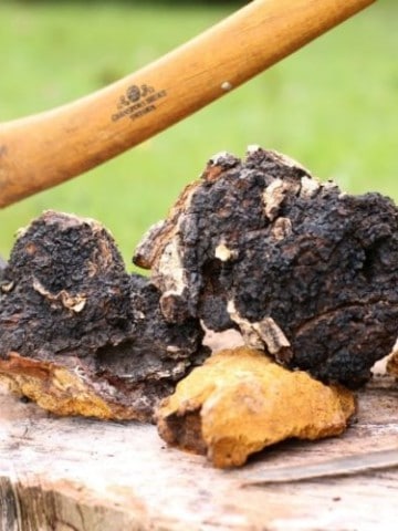 raw freshly foraged chaga pices on a wooden stump