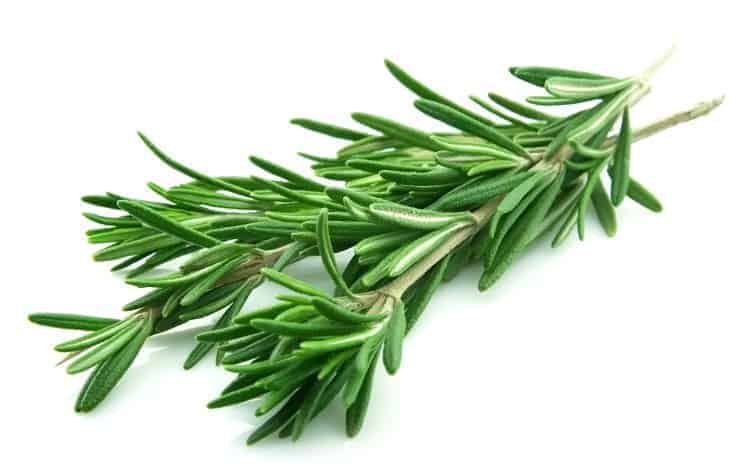 close up of a rosemary stem on an isolated white background