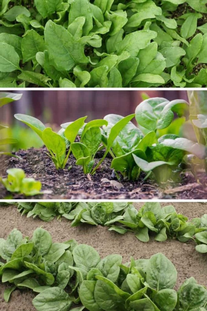 three images showing various varieties of spinach in the garden