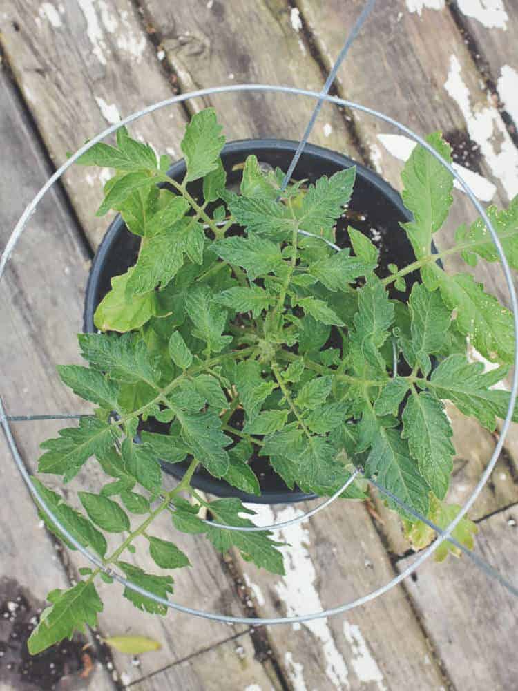 a top down show of a caged cherry tomato plant in a pot