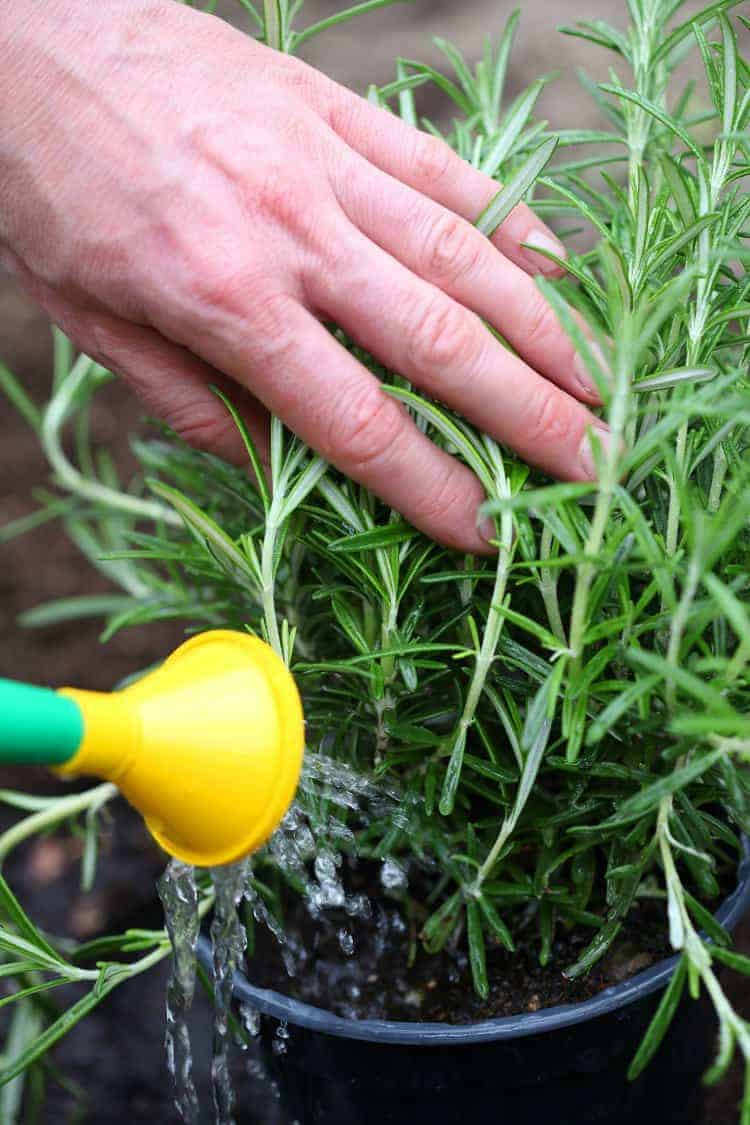 a potted rosemary plant being watered with a watering can