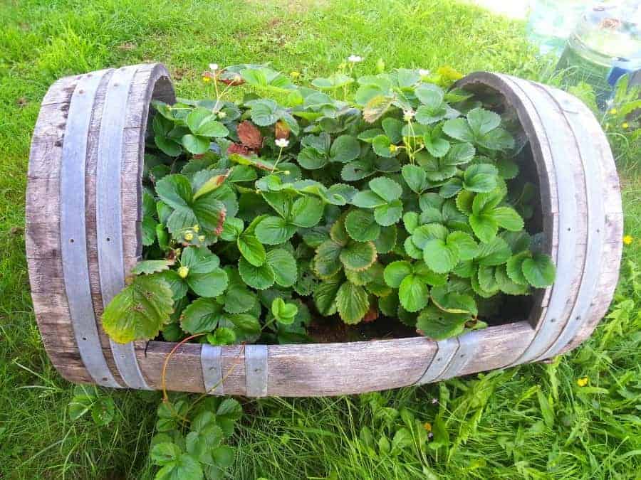 an old wine barrel being used to grow strawberry plants