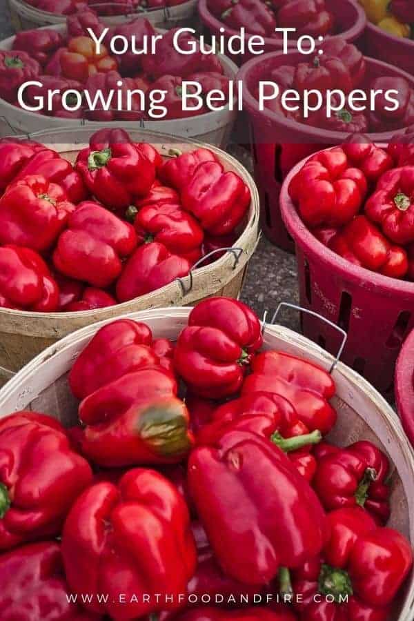 vertical image of red bell peppers in round wooden baskets