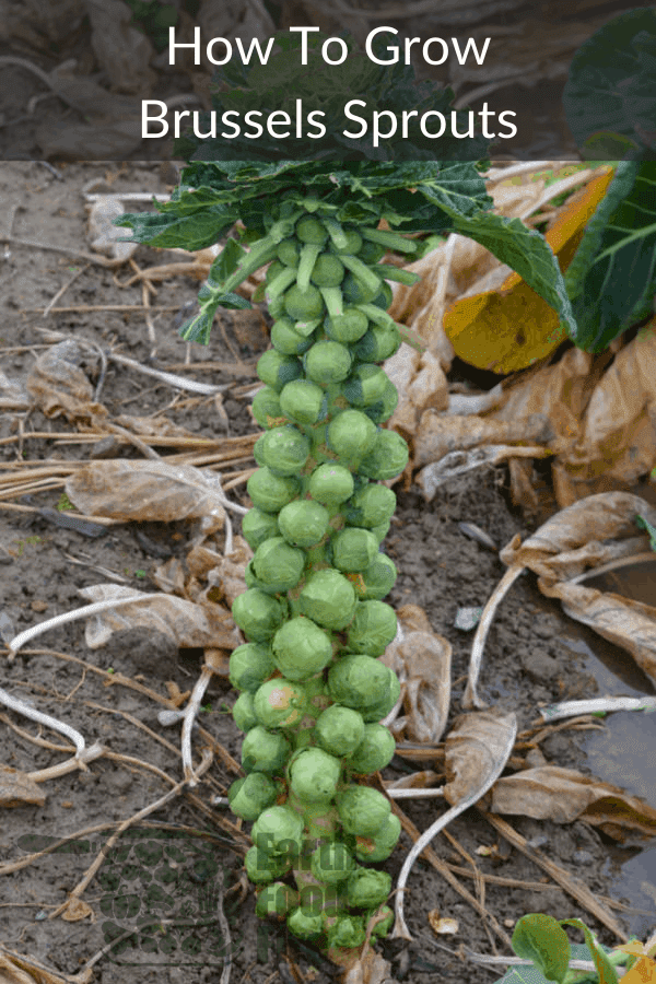 a mature brussels sprouts plant showcasing how to grow your own brussels sprouts